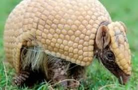 A Sobrevivência do Tatu-Bola: De Mascote da Copa a Símbolo da Luta pela Caatinga