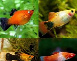 Ikan platy
