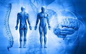 Resultado de imagen para cuerpo humano