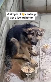 rescuedog #ilovemydogs #shelterdogsoftiktok ...