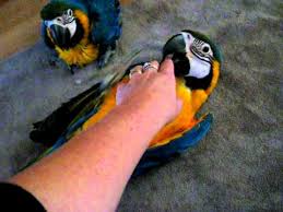 Image result for baby macaw parrot for sale