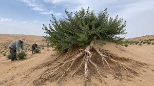 Jogada de mestre da China: planta capaz de rebrotar mesmo soterrada pela areia ajuda a recuperar mais de 7.300 hectares do deserto com 5 milhões de mudas, raízes acima de 10 metros e chuva inferior a 150 mm por ano