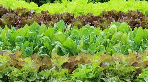 Taylor Farms expands iceberg lettuce recall to NC, 26 other states amid cyclosporiasis cases