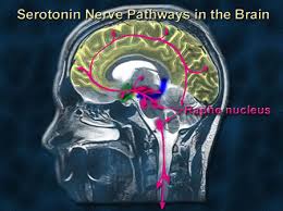 Image result for serotonin