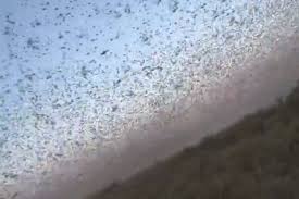 Locusts turn sky black as Biblical storm sparks 'end of the world' fears