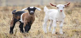 Image result for GOAT