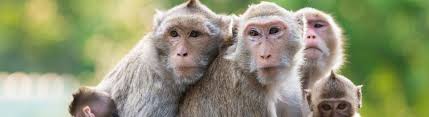 Image result for MONKEYS