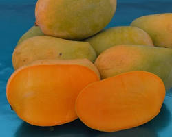 Image of Kesar mango variety