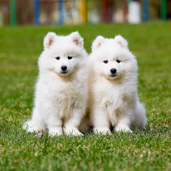 Samoyed Dog Breed Information & Characteristics