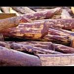 suspected Tamil Nadu woodcutters found