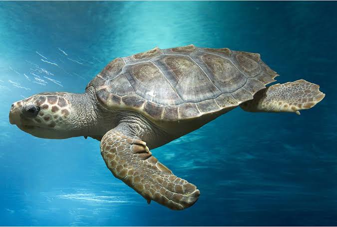 Loggerhead Sea Turtle