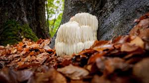 The Healing Powers of Lions Mane Mushrooms: A Guide to Fighting Diabetes, Obesity, and Heart Issues - 1