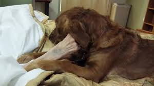 JJ Hospice Therapy Dog