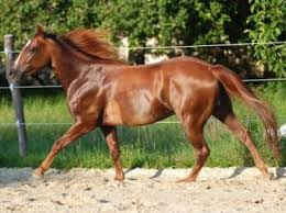 Image result for HORSE