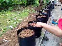 Hasil gambar untuk menanam cabe di polybag