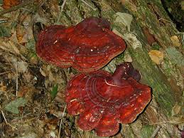 Image result for língchí photos