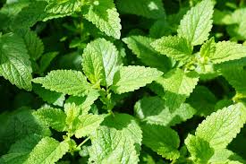 Image result for mint bushes