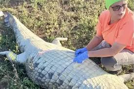 Empresário português desaparecido é identificado dentro de crocodilo na África do Sul