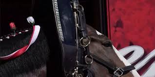 Hitch up and roll with the Budweiser Clydesdales at Daffin Park