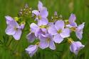 Cuckooflower Plant fungi species Wild plants - Plantlife
