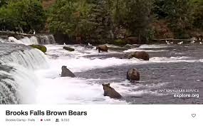 Curious Alaska: Who keeps the bear cams rolling at Katmai National Park and Preserve? — Anchorage Daily News