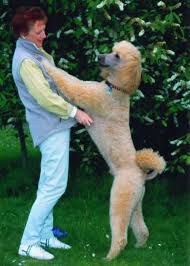 Image result for standard poodle