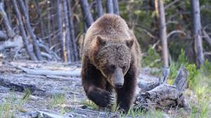Hikers injured by bears in Yellowstone National Park