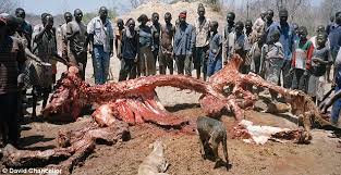 Image result for starving people