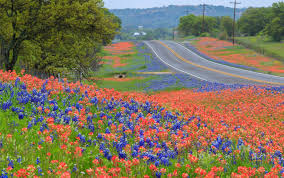 Image result for texas wildflowers