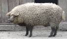 Mangalitsa, The Pig That Resembles a Sheep Amusing Planet