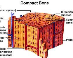 Image of Compact bone structure diagram