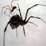  Brown widow male spiders prefer sex with older females likely to eat them afterwards