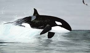 Protective Behavior of Post-Menopausal Orcas Favors Sons Over Other Relatives, Finds New Study - 1