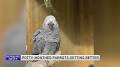 Profile Picture of Some potty-mouth parrots are changing for the better! - Facebookon Google
