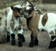 Image result for GOAT