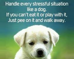 Cute Dog Quotes Pinterest - cute dog quotes pinterest and ... via Relatably.com