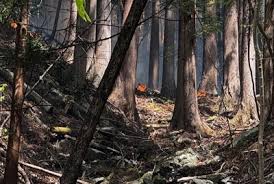 20メートル先に炎、焦げ臭さ漂う現場 延焼続く大槌の山林火災 [写真特集1/7]