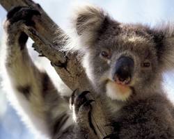 Image of Houston Zoo Koala