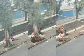 Vídeo mostra momento em que árvore cai e mata homem durante vendaval no litoral de SP