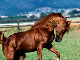Image result for IRAN HORSES