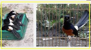 Hasil gambar untuk murai batu