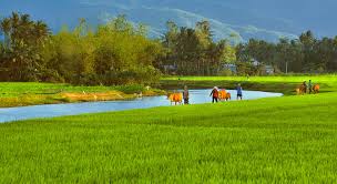 Kết quả hình ảnh cho hình ảnh quê nhà