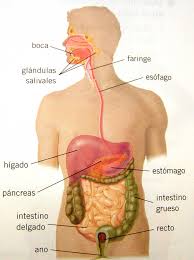 Resultado de imagen para cuerpo humano