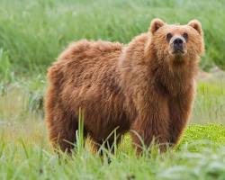 Image of Brown Bear