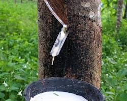 Image of Rubber tree