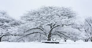 List of Twin Cities closures and event cancellations due to winter storm