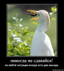 Похожее изображение