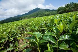 Image result for Tree plantation