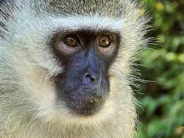 Image result for MONKEYS