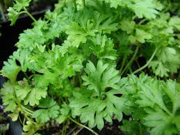 Image result for Petroselinum sativum